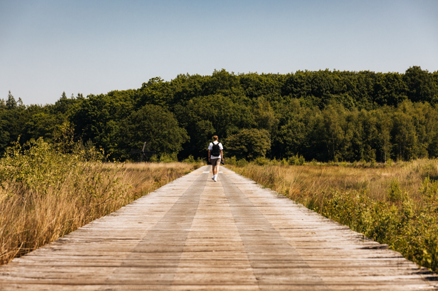 Een man wandelt over een langgerekt plankenpad in natuurgebied Hart van Drenthe op een zonnige dag.