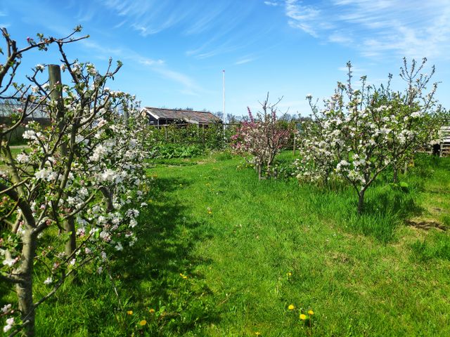Kloostertuin Oosterbierum appelbomen in bloei