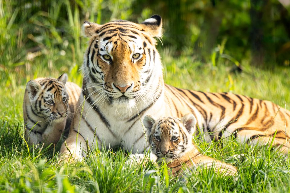 Tiger with her cubs in AquaZoo