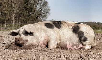 Schweine auf der Weide Aarle-Rixtel