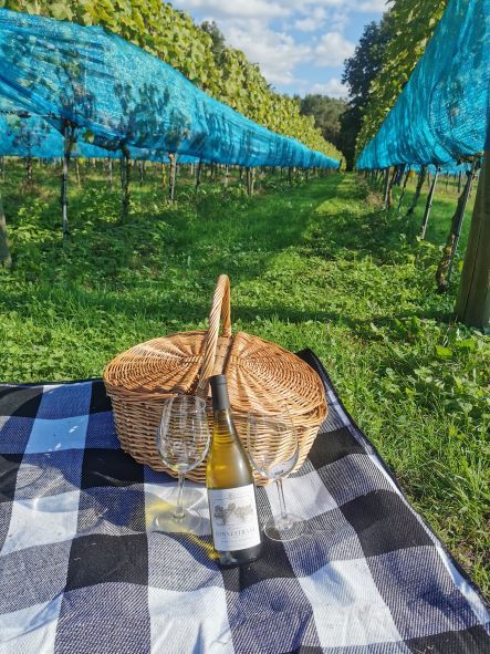 picknickmand in de wijngaard