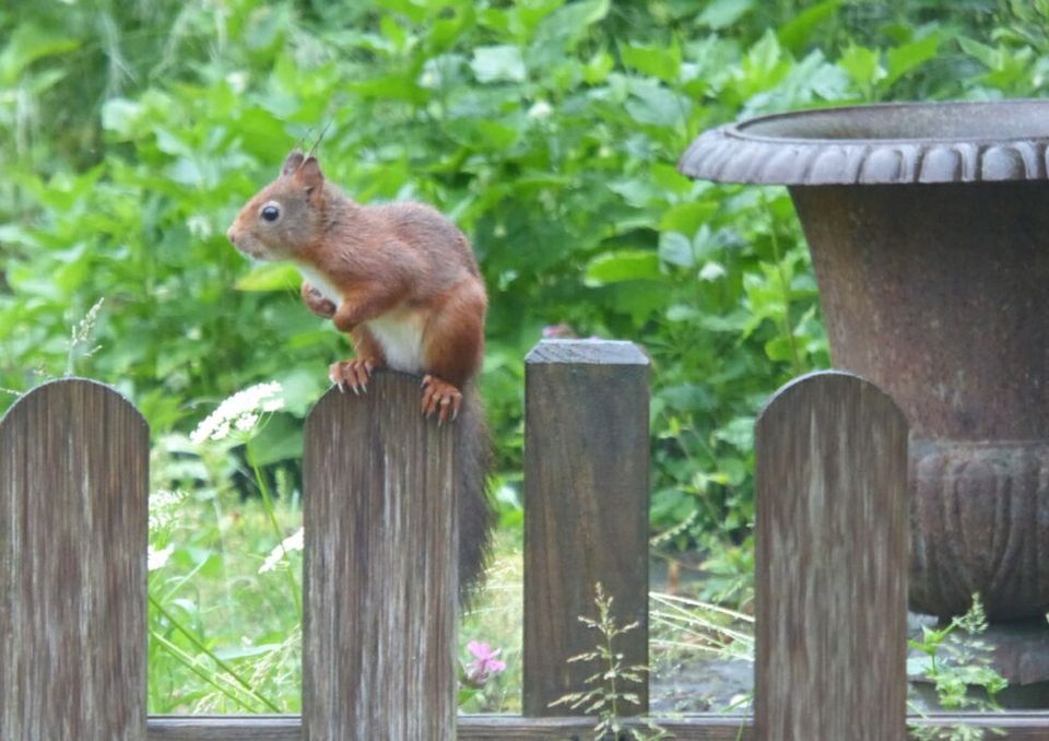 foto van eekhoorn in tuin Lyts Paradys
