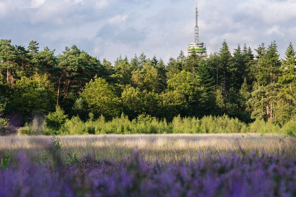 Heide met de TV toren verscholen achter de bossen