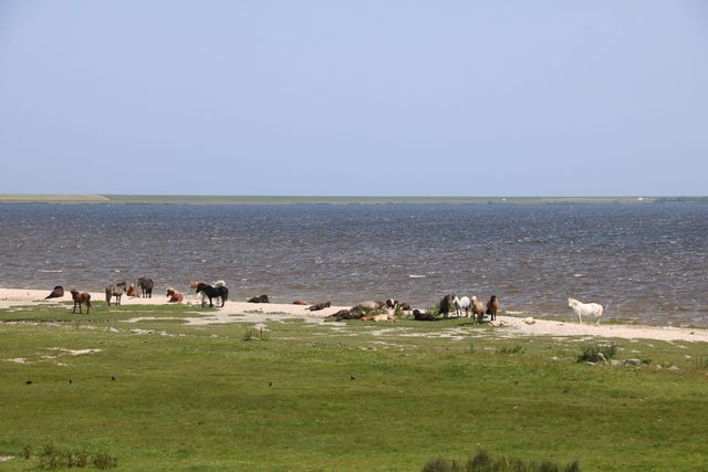 paarden lauwersmeer