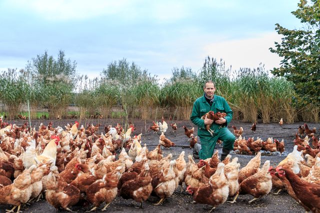Boer met kippen - Barneveld