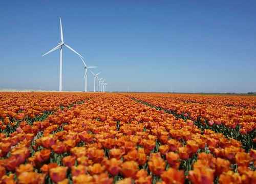 Tulpenroute Flevoland 2021