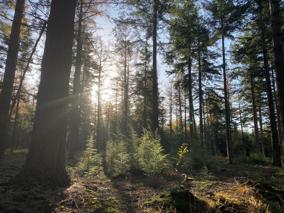 De zon schijnt tussen de bomen van het bos door, met een helderblauwe lucht op de achtergrond.