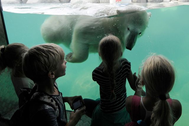 Kinderen staan achter een glazen wand naar een zwemmende ijsbeer te kijken bij Wildlands Adventure Zoo Emmen.