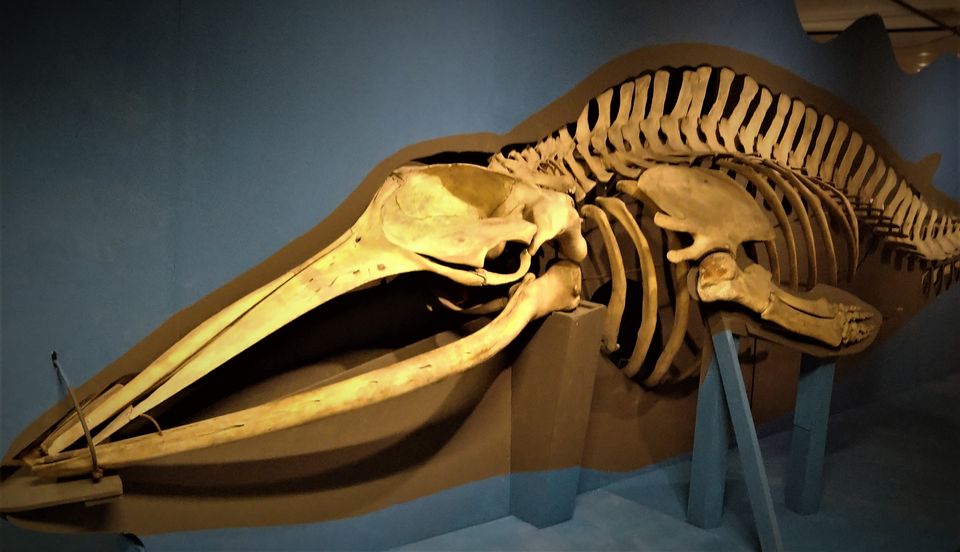 Sta oog in oog met het skelet van een dwergvinvis