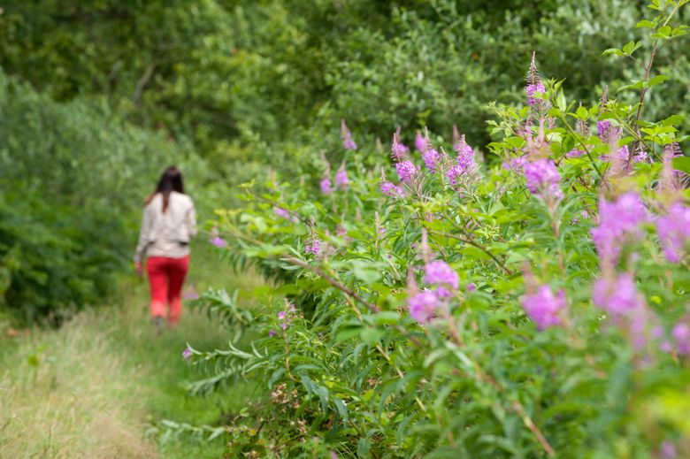 Vrouw loopt in het gras tussen de paarse bloemen