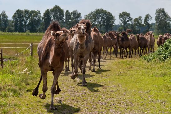 Kamelensafari op zondag - Kamelenmelkerij Smits