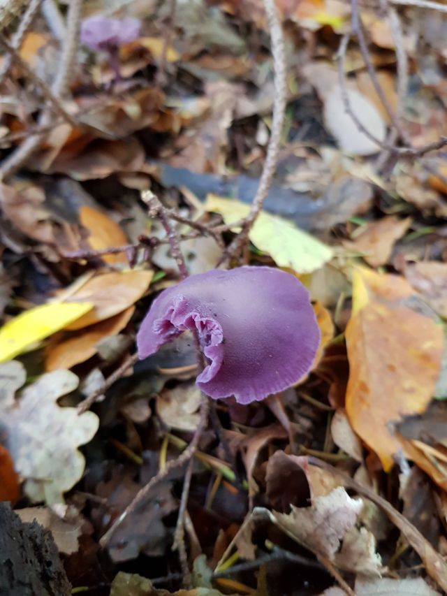 Een paarse paddenstoel in het Rijsterbos