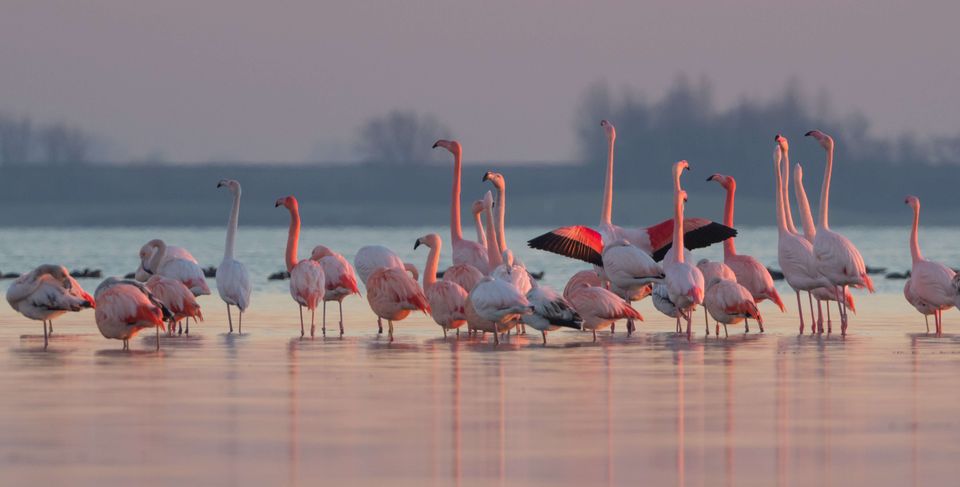 Flamingo's in Battenoord