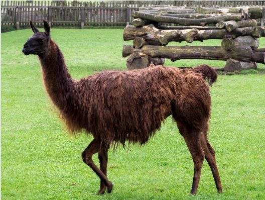 Lama in de dierenweide van het Hortensiapark