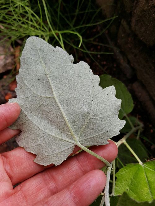 De zilverkleurige onderkant van een blad van een Grauwe Abeel
