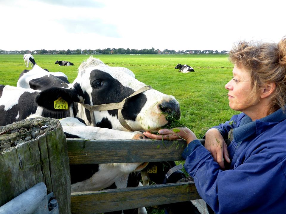 Vrouw die de koe eten geeft
