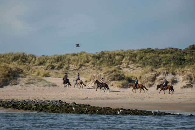 5 paarden vanaf strand naar duinen met strekdam