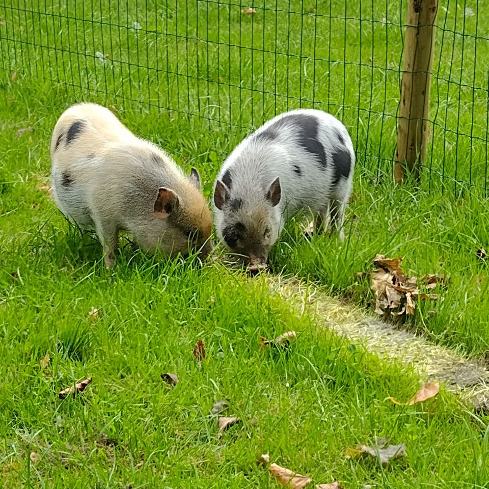 Onze mini varkens en kippen verwelkomen gasten altijd graag