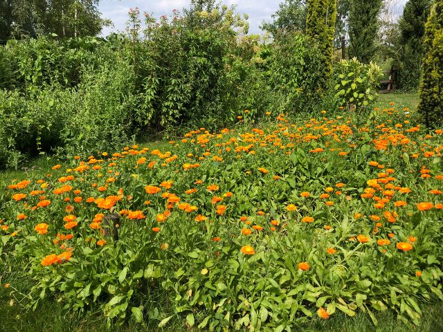 Goudsbloemen in de tuin bij Winery & Herbs in Schijndel
