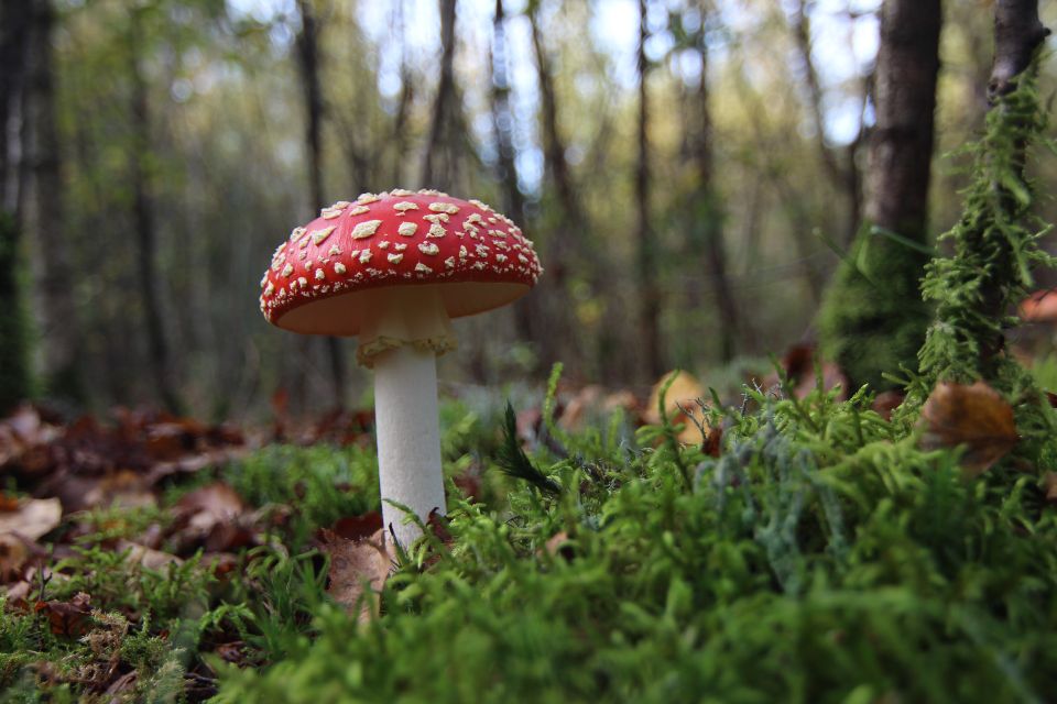 Close-up van rode paddenstoel met witte stippen in het mos.
