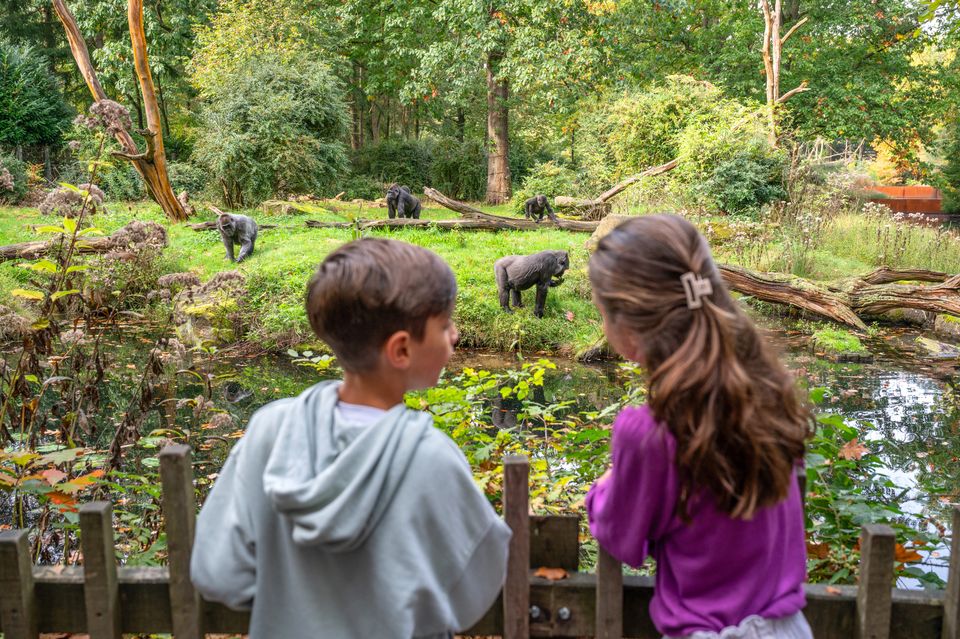Kinderen die de gorilla's bekijken bij de gorilla uitkijk bij Apenheul in Apeldoorn