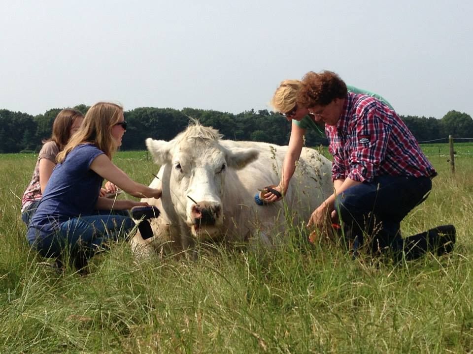 Bevatten Versterken Immuniseren Knuffelen met lieve koeien! | VisitBrabant