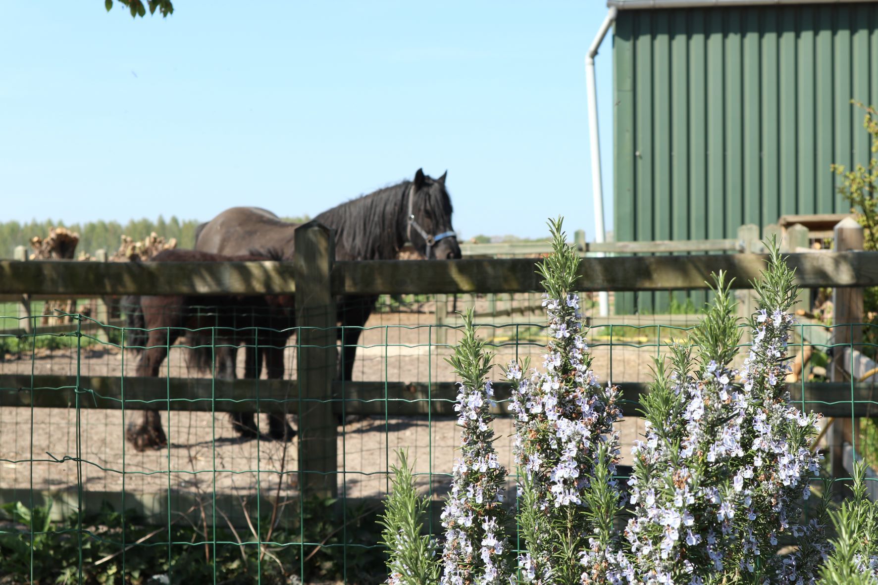 De vakantieboerderij ligt naast manege Het Paardrijk. Vanuit de tuin kun je al een paar paardjes zien en aaien.