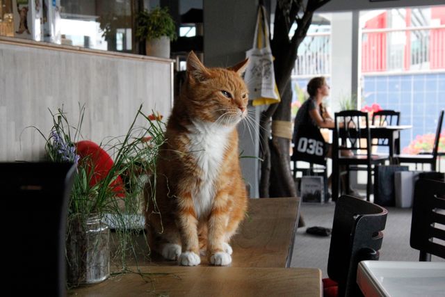 The coffee cat almere