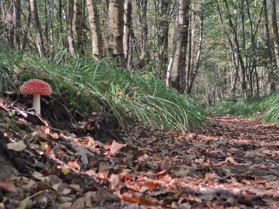 een rode paddenstoel midden in het bos van Sint Nicolaasga