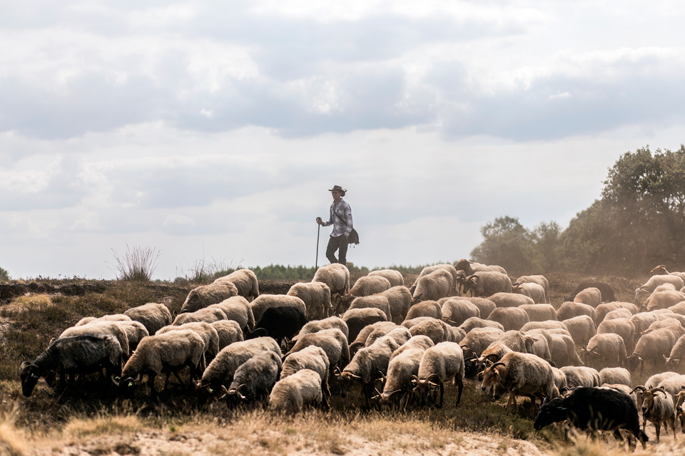 Ein Schäfer mit seiner Herde durch die Landschaft von Drenthe.