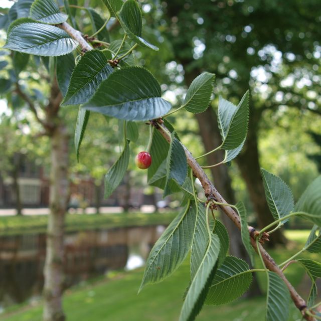 The leaves of a japanese ornamental cherry