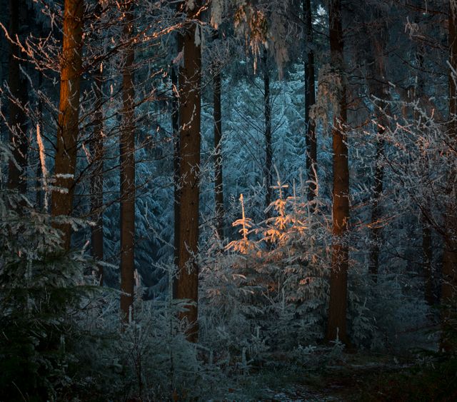 Winterkamperen in het bos.