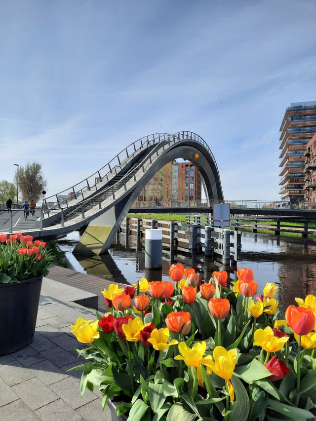 The Melkwegbrug with tulips in the foreground