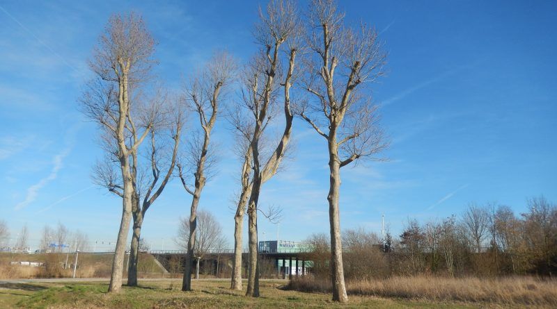 Langs het Lint, vlakbij de entree van de Haarrijnse Plas, staan 6 oude platanen (50 jaar oud) afkomstig van het Domplein. In 2013 moetsen de bomen weg vanwege de komst van Downunder in hartje stad.