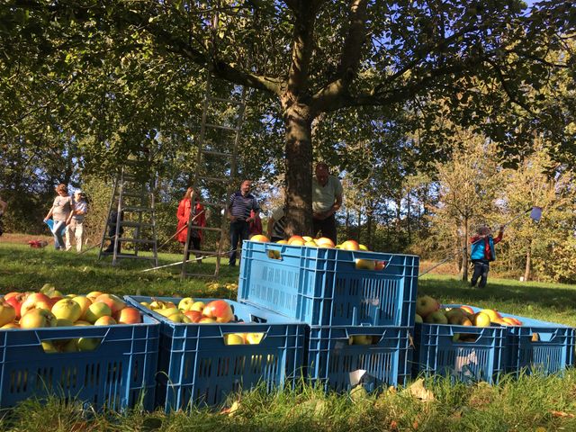 Fryske Frucht appels verzamelen