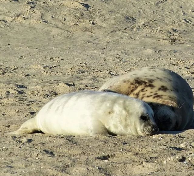 grijze zeehond op strand Vlieland