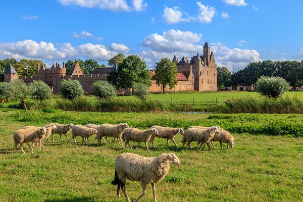 Weiland, schapen en kasteel