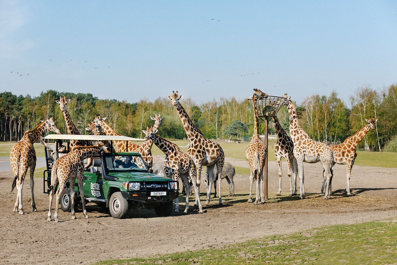 Giraffes in safaripark Beekse Bergen