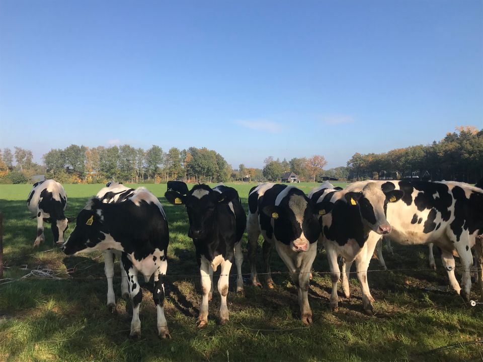De koeien heerlijk in de wei en worden gemolken door een robot, tijdens het verblijf geven de eigenaren graag een rondleiding over het melkveebedrijf