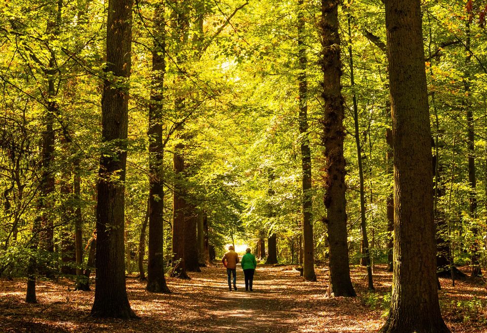 Forest Liessel Deurne - Photo example