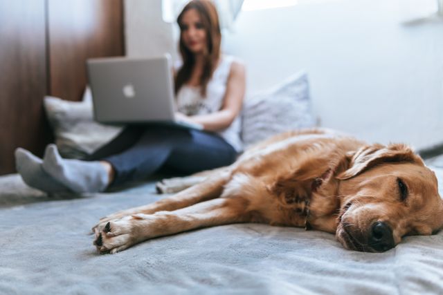 Dog and woman lay in bed while the woman works on her laptop.