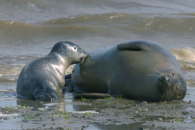 Twee gewone zeehonden die op het wad liggen te rusten