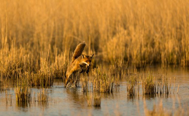 Springende vos tussen het water en riet in de Oostvaardersplassen