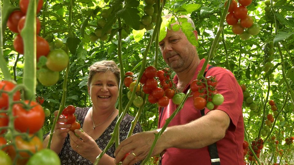 Een foto van mensen die tomaten plukken bij Natuurlijk Tomaat.