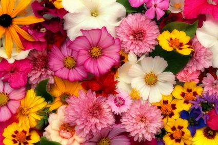 verschillende kleurrijke bloemen