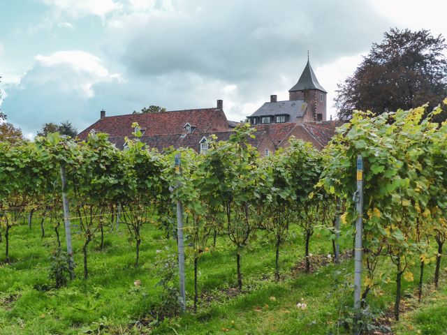 Wijngaard Sint Catharinadal in Oosterhout