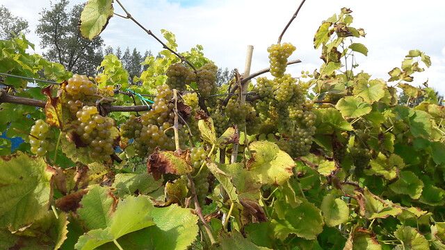 Een foto van de druiven bij Dassemus Wijn.