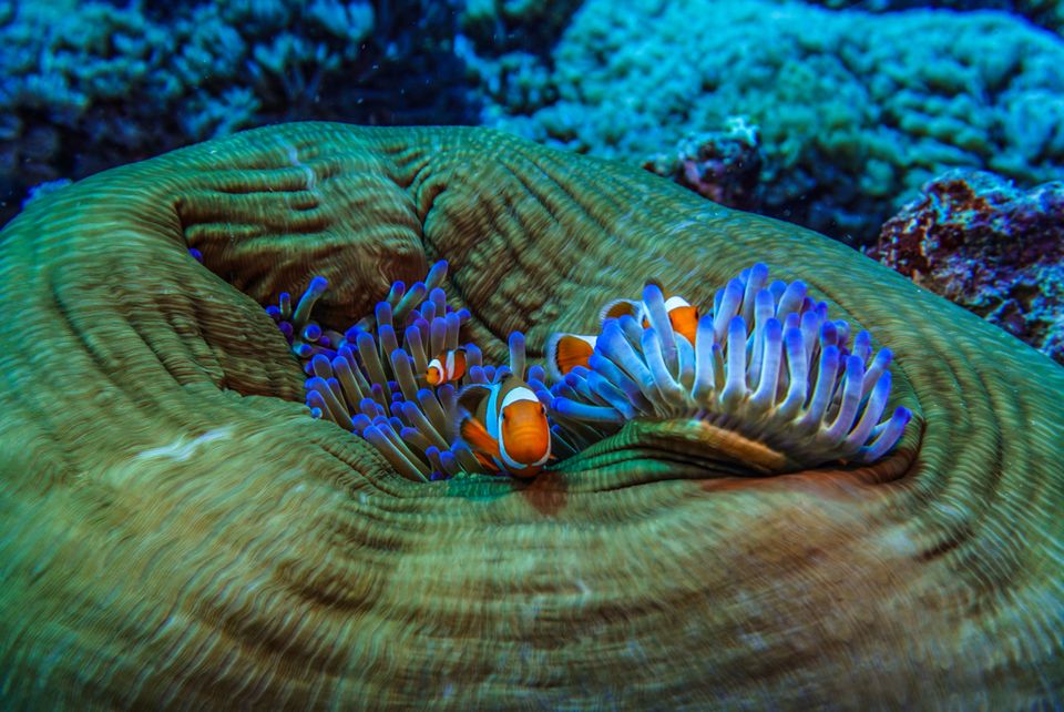 Visjes in een anemoon in een koraalrif