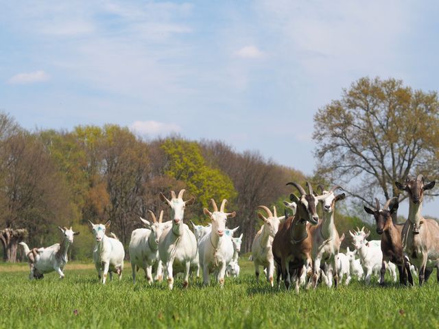 Biologische geitenboerderij met rauwmelkse geitenkaas en geitenmelk