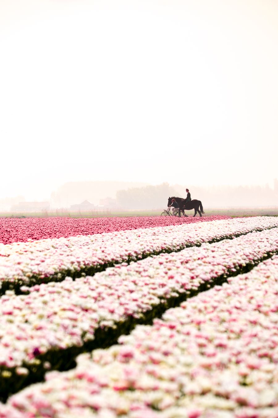 Paarden in tulpenveld in Nederland